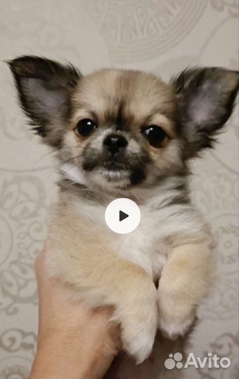 Чихуахуа девочка
