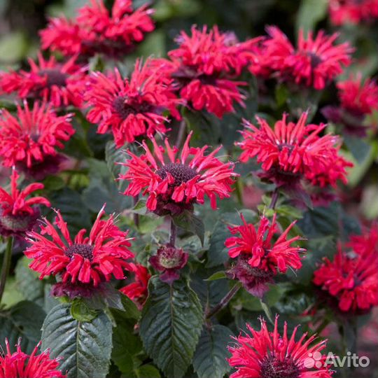 Многолетние садовые растения