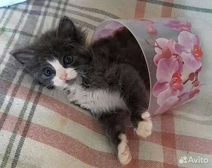 Пушистый котенок мальчик 1 месяц