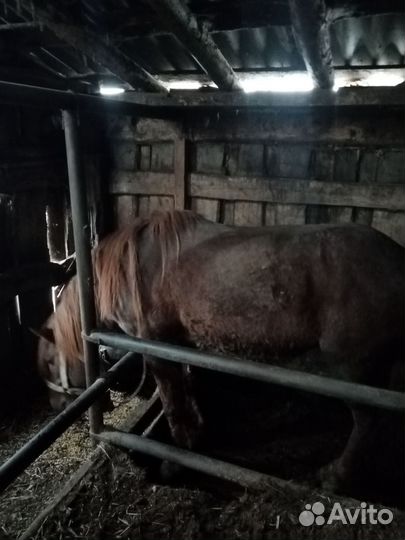 Жеребц, Кобыла