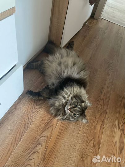 Передержка кошек