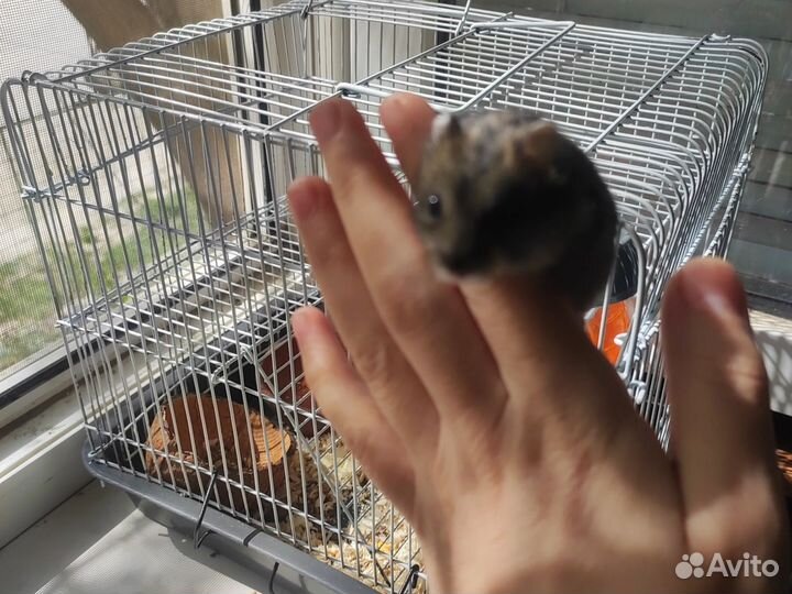 Хомяк с клеткой