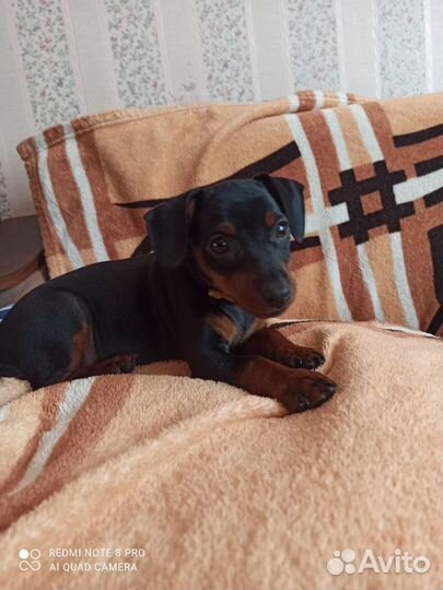 Щенки цвергпинчера