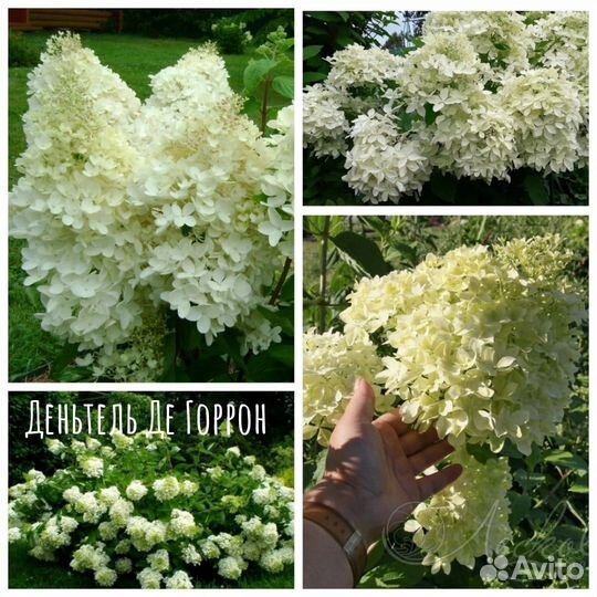 Самые красивые гортензии