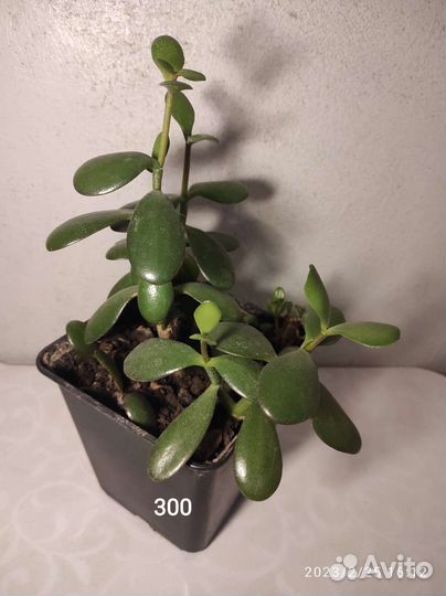 Крассулы разные, перфората, овата, голлум