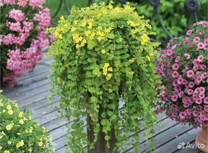 Лизимахия, вербейник монетчатый