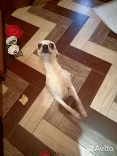 Отдадим в хорошие руки кошку и собаку