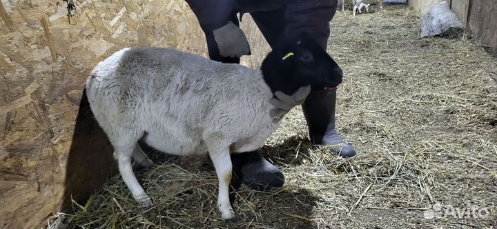 Барашки дорпер