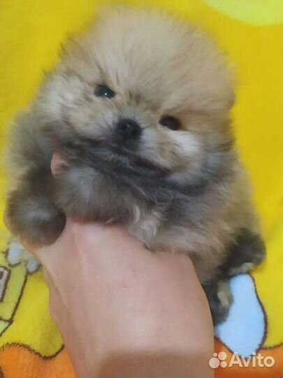 Щенки померанского шпица