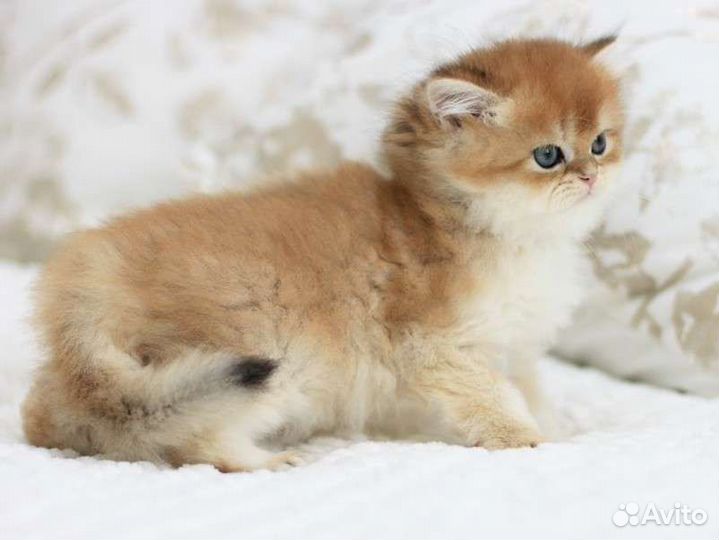 Британская шиншилла BLH