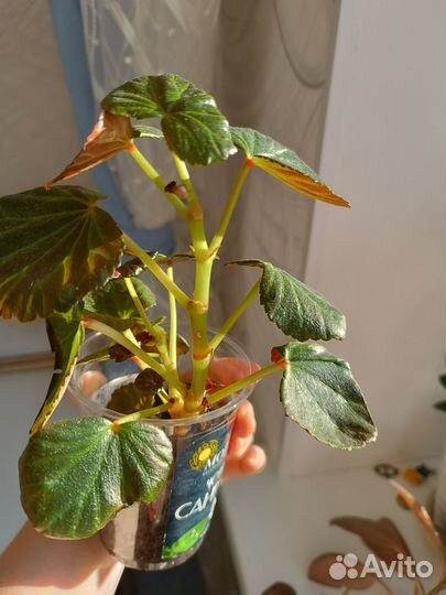 Бегония Элатиор Ceveca