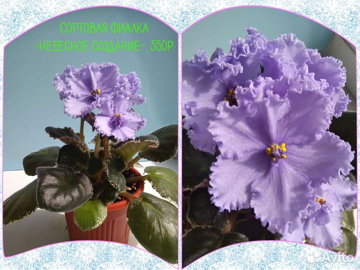 Сортовые фиалки
