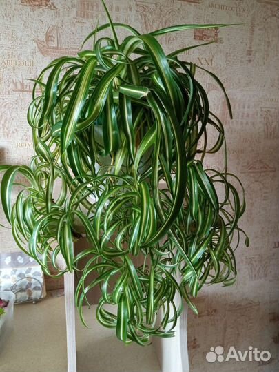 Хлорофитум кудрявый Бонни