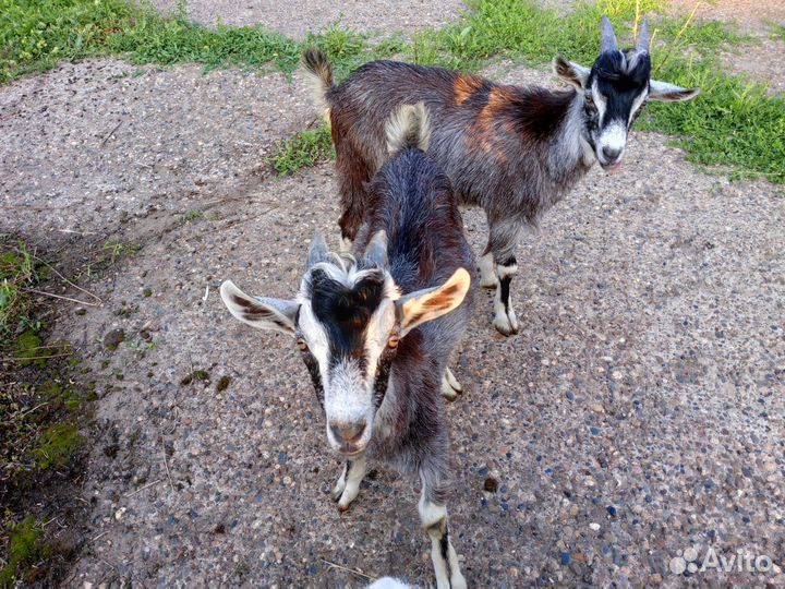 Продам козлят