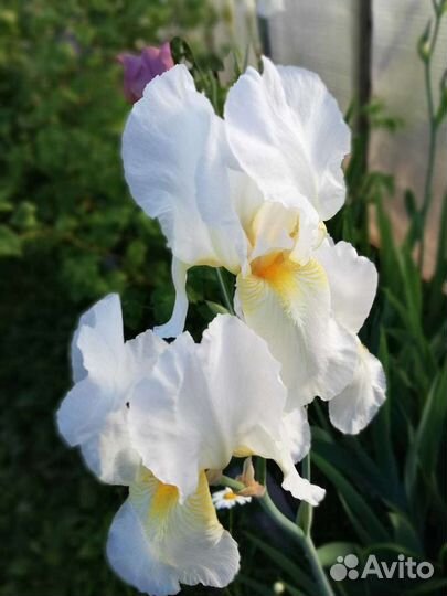 Ирисы бородатые