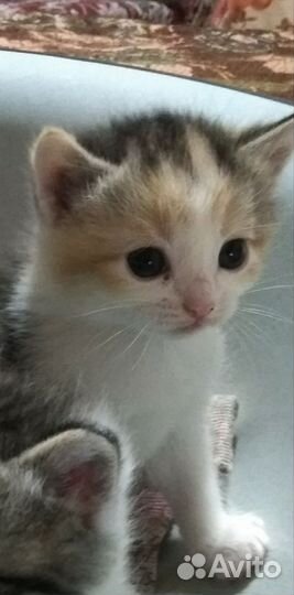 Котята в добрые руки бесплатно