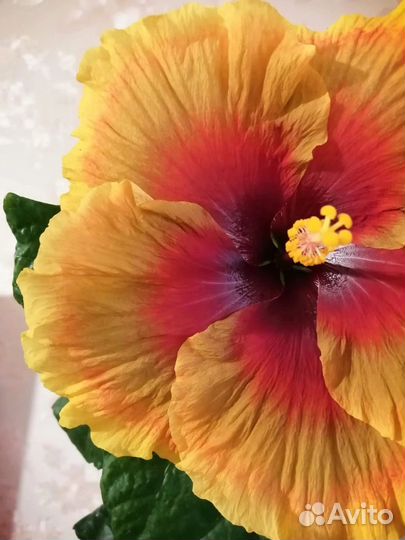 Гибискус Midnight Serenade