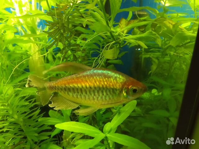 Тетра конго