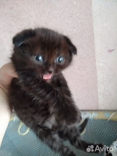 Британские котята