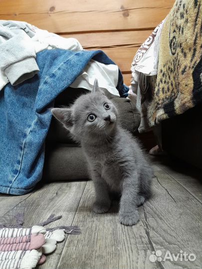 Британская