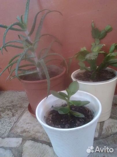 Комнатные цветы, горшки