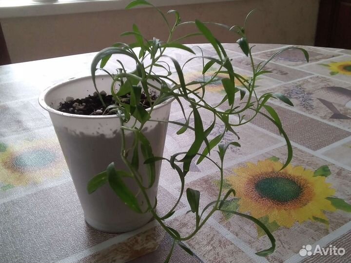 Алисум Сноу Принцесс (lobularia Snow Princess)