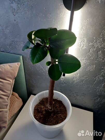 Фикус каучуконосный