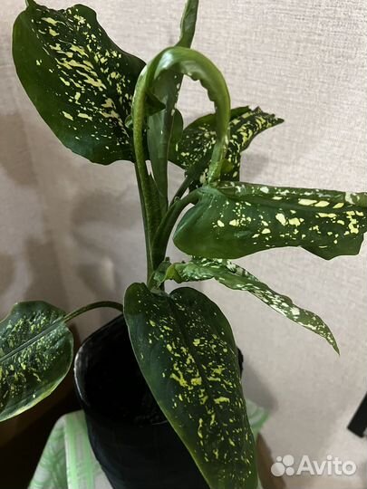 Диффенбахия