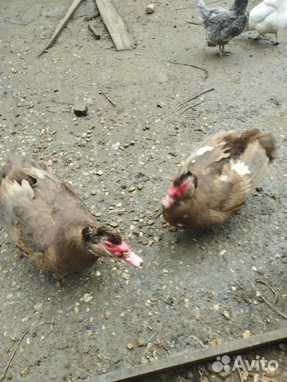 Утиные яйца