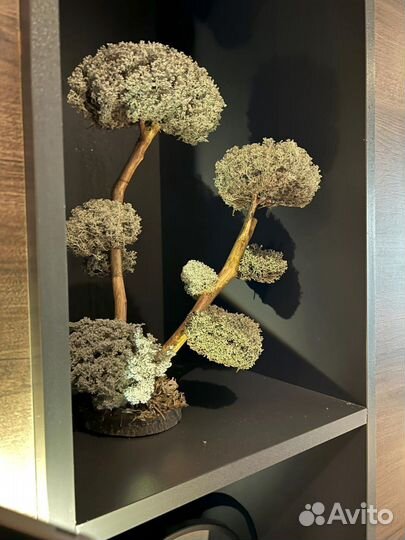Мини дерево. Бонсай