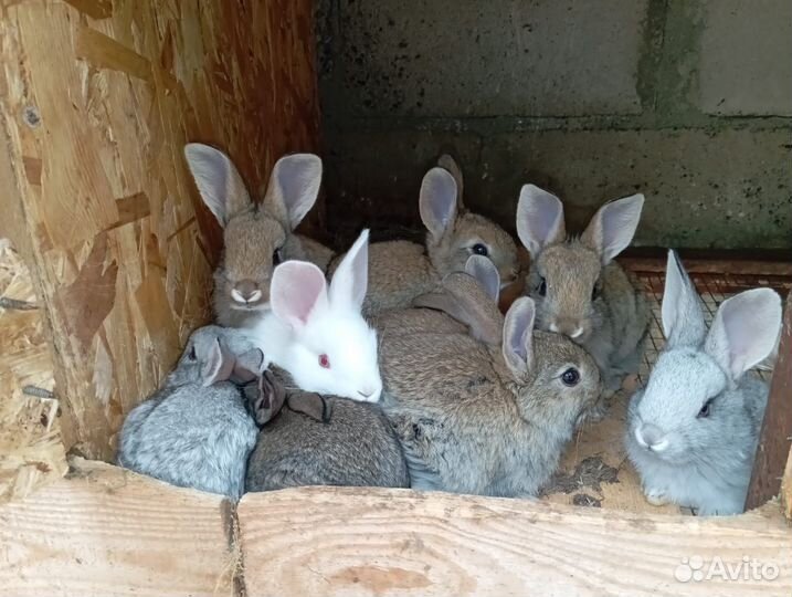 Кролики мясных пород