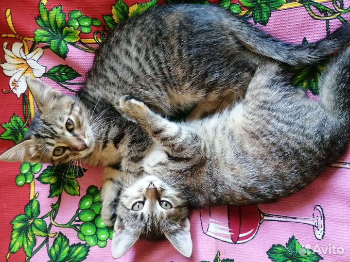 Кошки в добрые руки бесплатно