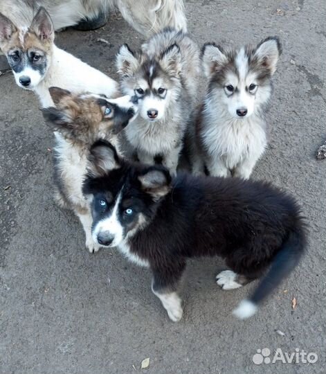 Собака в добрые руки хаски