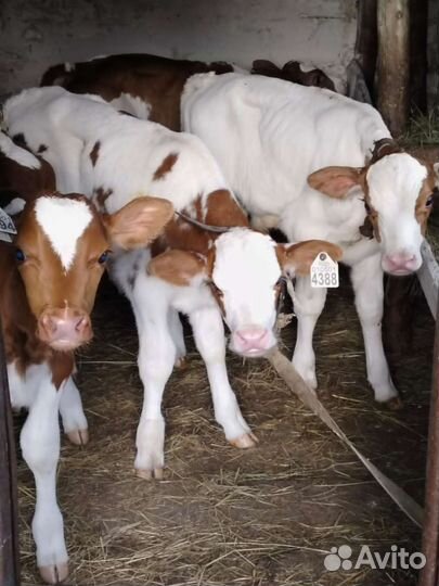 Телята бычки