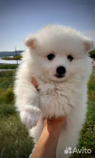 Японский шпиц мальчуган