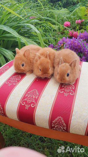 Солнечные малыши