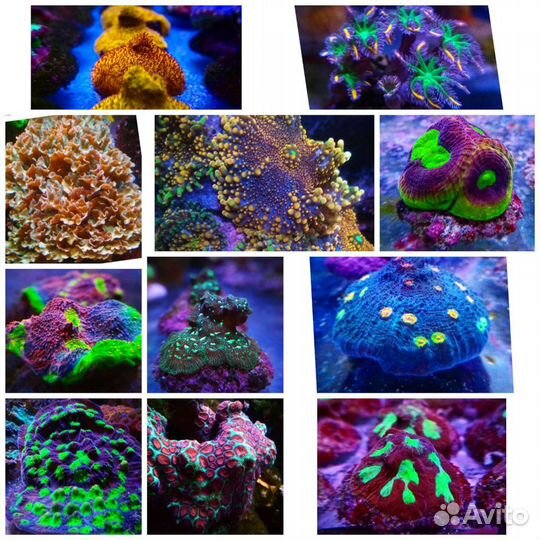 Фрагменты живых кораллов для морского аквариума