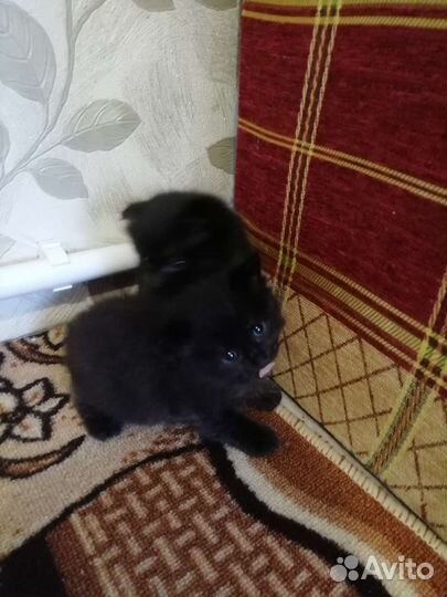 Кошки в добрые руки бесплатно