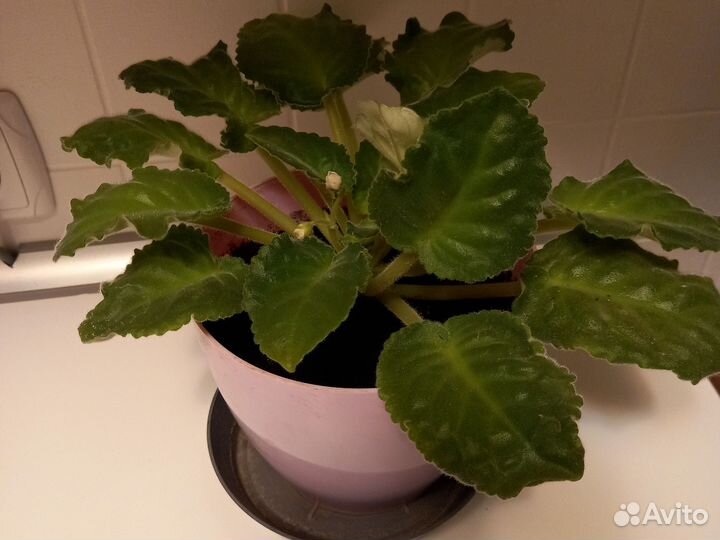 Цветы в горшках