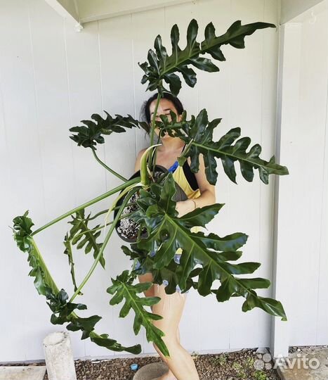 Филодендрон Bob cee, Рафидофора декурсива