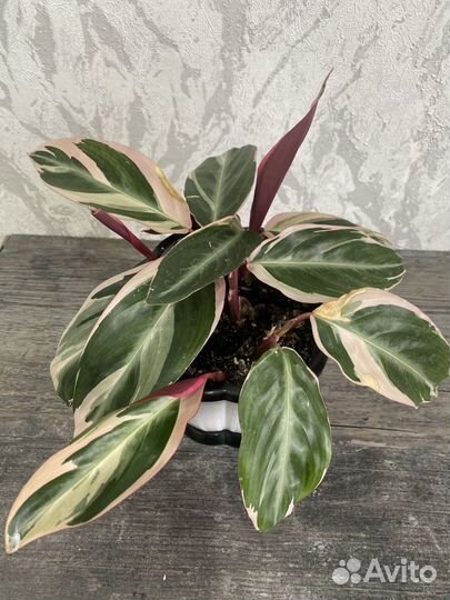 Калатея строманта триколор