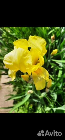 Таволга, Ирисы