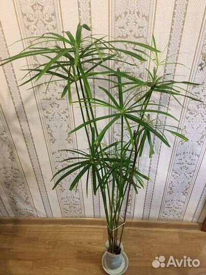 Циперус большой