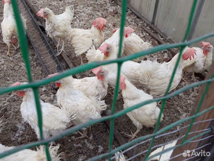 Курица несушка