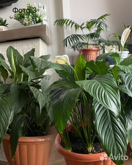 Спатифилум цикламен комнатные цветы