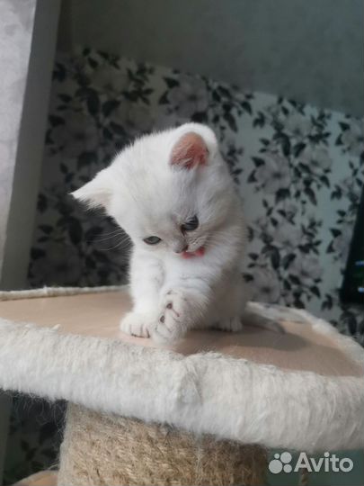 Британская серебристая шиншилла