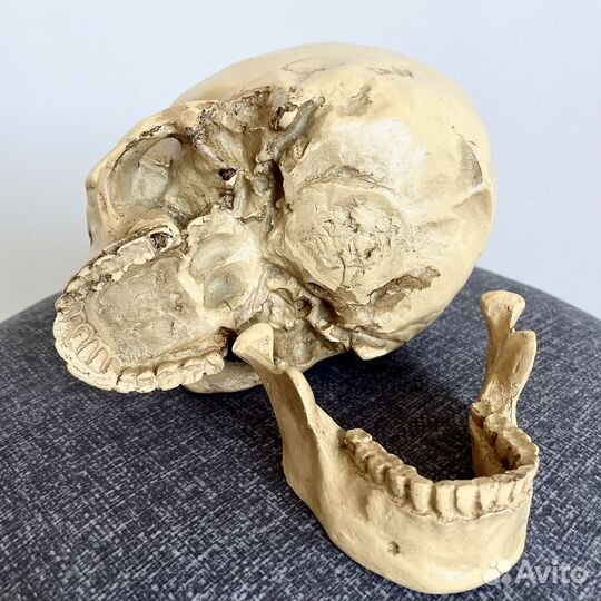 Череп реалистичный