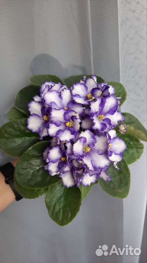 Фиалка укорененный лист