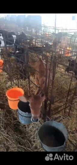 Бычки порода Лимузин с/м Сментал