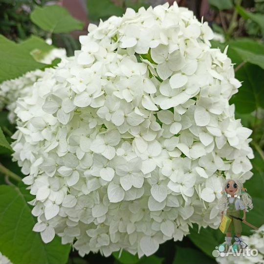 Гортензия древовидная Аннабель. Цветы для сада